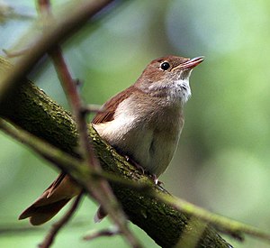 English: Common Nightingale (Luscinia megarhyn...