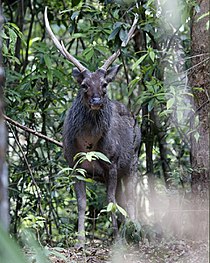 Самбарский олень (Cervus unicolor) .jpg