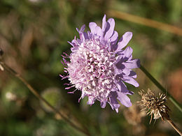 Balandinė žvaigždūnė (Scabiosa columbaria)