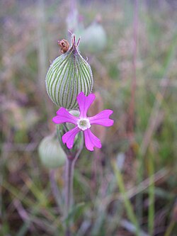 Koniskā plaukšķene (Silene conica)