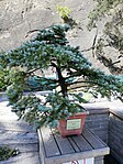 Smrk pichlavý; Picea pungens 'Glauca Globosa'; Pinaceae; Severní Amerika