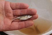 Smalleye shiner, threatened by the proposed Post Reservoir