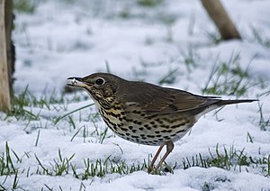 Sjongtroosel (Turdus philomelos)