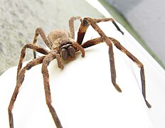 Sparassidae Palystes