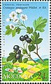 Stamp of Moldova showing Crataegus pentagyna.