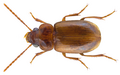 Stenolophus obockianum