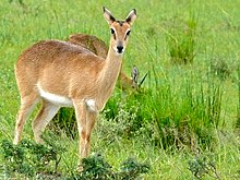 Samica, oba NP Murchison Falls, Uganda