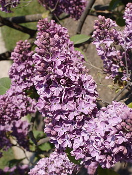 Syringa vulgaris 'Bardsee'