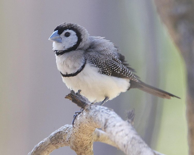 File:Taeniopygia bichenovii -Bees Creek, Northern Territory, Australia-8a.jpg