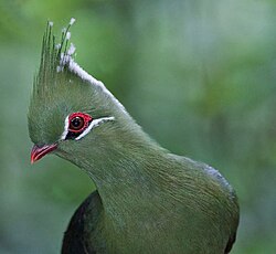 Moçambiqueturako (T. livingstonii)