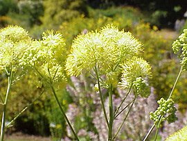 Thalictrum flavum