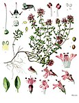 Thymus serpyllum — Тимьян ползучий