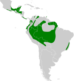 Distribuição da surucuá-de-coleira da América do Norte até a América do Sul