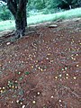 Fruits de Spondias tuberosa au sol sous l'arbre