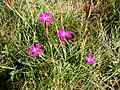 Dianthus deltoides (Vallée du Marcadau)