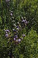 Vernonia cognata