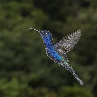 Violet sabrewing (Campylopterus hemileucurus mellitus) male in Panama (created and nominated by Charlesjsharp)