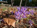 Crocus nudiflorus