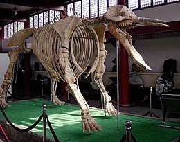 Platybelodon csontváz egy kínai múzeumban