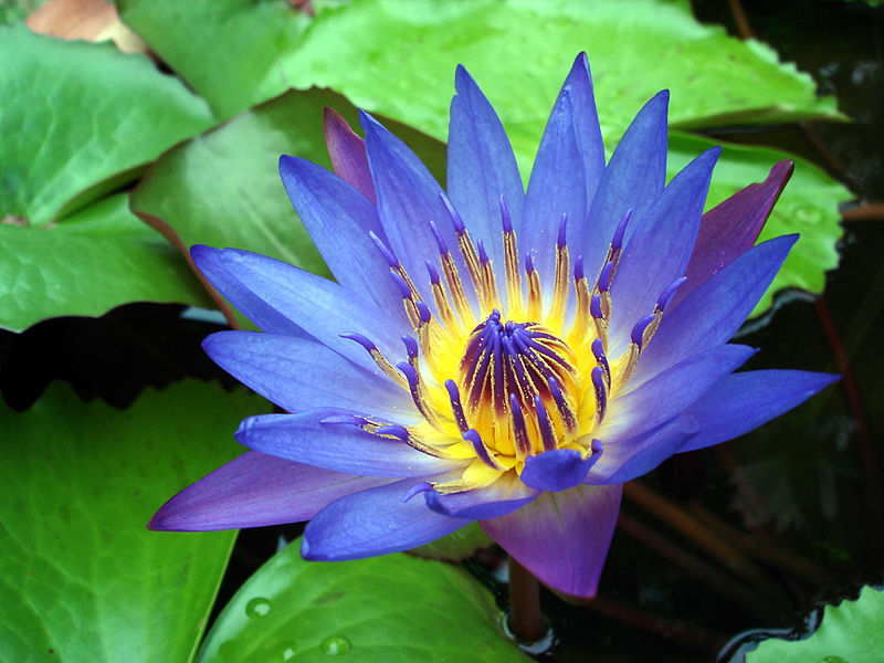 http://upload.wikimedia.org/wikipedia/commons/thumb/f/f7/Water_Lily_Purple.jpg/800px-Water_Lily_Purple.jpg