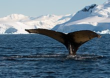 photograph of a whale in the Southern Ocean