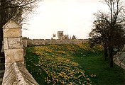 The walls of York in spring with daffodils & York Minster in the distance