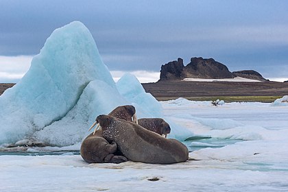 Morsas (Odobenus rosmarus) na ilha Hayes (ilha Hess), Terra de Francisco José, Rússia. (definição 5 112 × 3 408)