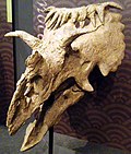 Kosmoceratops skull