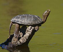 A dark brown turtle with webbed feet, and a yellow-speckled head and neck