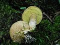 2011-07-19 Pseudoboletus parasiticus 2 71875. jpg