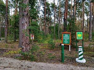 Вечірній заповідний Радомишльський ліс.jpg