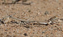 Acanthodactylus opheodurus from Saudi Arabia