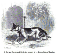 Гравюра 1859 года, изображающая предполагаемый гибрида собаки и лисицы[5]