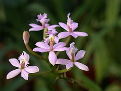 Epidendrum ibaguense