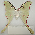 Actias truncatipennis adult female