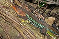 Ameiva undulata02.jpg