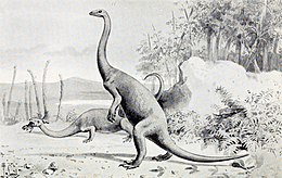 Anchizauras (Anchisaurus)