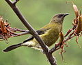 Miniatura para Anthornis melanura