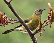 Anthornis melanura-New Zealand-8.jpg