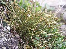 Forked spleenwort (A. septentrionale) Asplenium septentrionale 070906.jpg