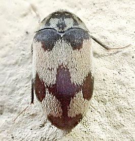 Attagenus bifasciatus