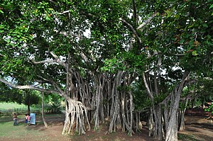 English: Banyan tree in Bharat Vaina, Jessore,...