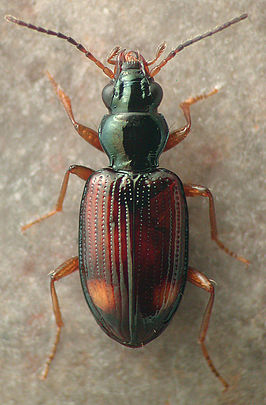 Bembidion spinolai