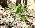 Berberis thunbergii naturalizzada in del Penwood State Park in Connecticut