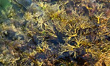 Flottant dans l'eau, reposent des formes arborescentes jaunes et brunes.