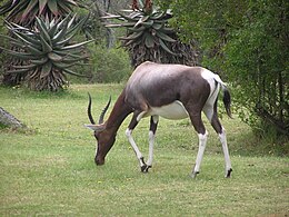 A Buntebok Nemzeti Parkban