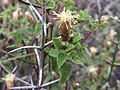 Miniatura para Brickellia veronicifolia