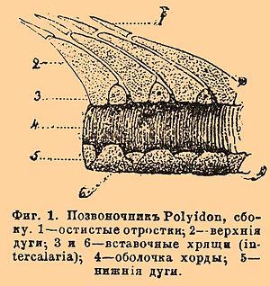 Фиг. 1. Позвоночник Polyidon, сбоку. 1 — остистые отростки; 2 — верхние дуги; 3 и 6 — вставочные хрящи (intercalaria); 4 — оболочка хорды; 5 — нижние дуги.