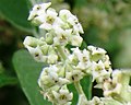 Miniatura para Buddleja cordata