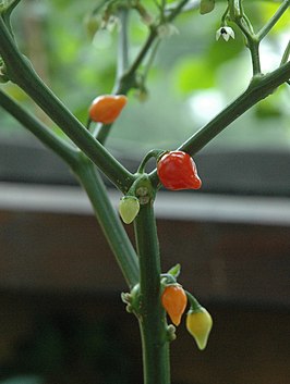 Capsicum chinense